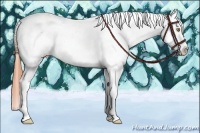 Horse Color:Amber Champagne Roan Tobiano Frame Appaloosa Rabicano