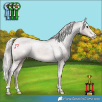 Horse Color:Silver Black Appaloosa