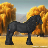 Horse Color:Black  and Black 