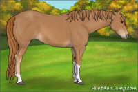 Horse Color:Chestnut Tobiano 