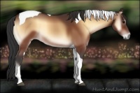 Horse Color:Bay Onyx Tobiano 