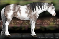 Horse Color:White Spotted Bay Ice 