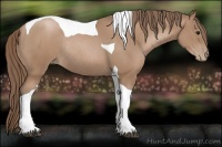 Horse Color:Black Pearl Tobiano Rabicano 