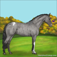Horse Color:Blue Roan Appaloosa