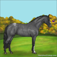 Horse Color:Blue Roan Varnish 