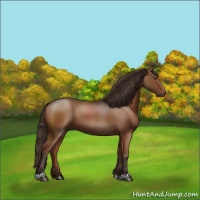 Horse Color:Liver Chestnut 