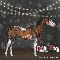 Horse Color:Buckskin Splash and Buckskin Splash Tobiano