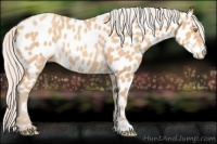 Horse Color:Silver Amber Champagne Appaloosa 