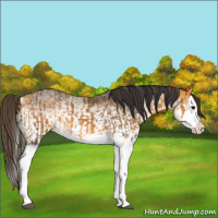 Horse Color:Buckskin Splash  and White Spotted Buckskin Splash 