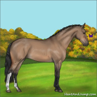 Horse Color:Brown Dun