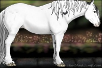 Horse Color:Black Splash Tobiano Appaloosa 