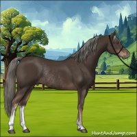 Horse Color:Liver Chestnut Mushroom Sabino Rabicano 