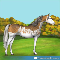 Horse Color:Buckskin Splash  and Silver Buckskin Splash 