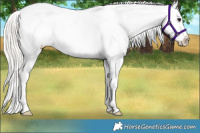 Horse Color:Silver Brown Dun Appaloosa Rabicano 