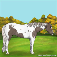 Horse Color:Silver Blue Roan Tobiano