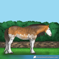Horse Color:Buckskin Splash  and Buckskin Splash 