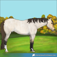 Horse Color:Buckskin Roan Dun