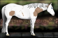 Horse Color:Bay Roan Dun Splash Tobiano 