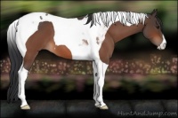 Horse Color:Bay Roan Tobiano