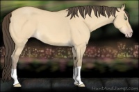 Horse Color:Amber Cream Champagne Roan Dun 