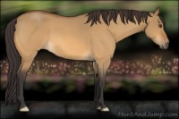 Horse Color:Buckskin Roan Dun 