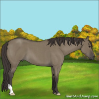 Horse Color:Smoky Grullo Roan 