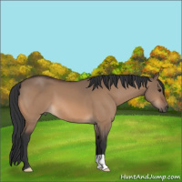 Horse Color:Bay Dun