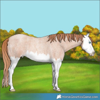 Horse Color:Gold Champagne Roan Splash 