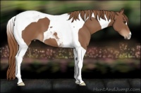 Horse Color:Chestnut Tobiano 