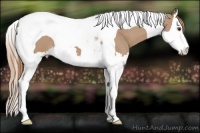 Horse Color:Red Dun Splash Tobiano 