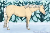 Horse Color:White Spotted Gold Cream Champagne 