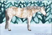 Horse Color:Buckskin Splash  and Buckskin Splash 