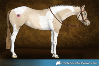 Horse Color:Buckskin Pearl Dun Tobiano 