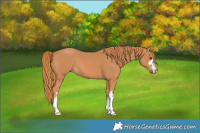 Horse Color:Chestnut 