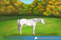 Horse Color:Sable Champagne Tobiano Frame Near Leopard 