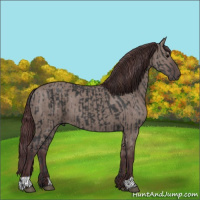 Horse Color:Black  and Chocolate Grullo 