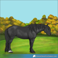 Horse Color:Black  and Black 