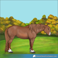 Horse Color:Chestnut 