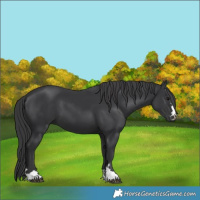 Horse Color:Black 