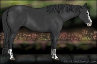 Horse Color:Black and Black Splash