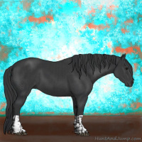 Horse Color:Black  and Black 
