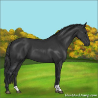 Horse Color:Black and Black