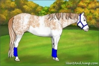 Horse Color:White Spotted Gold Champagne Splash 
