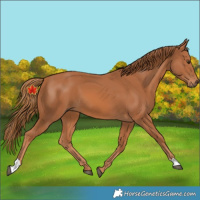 Horse Color:Unknown 