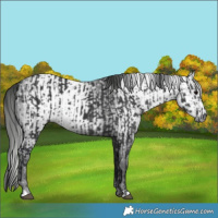 Horse Color:Black  and Gray Black 
