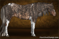 Horse Color:Chocolate Palomino Sabino Tobiano Appaloosa Rabicano  and Liver Chestnut Tobiano Appaloosa 