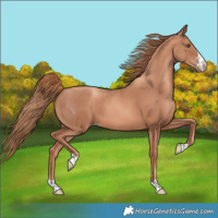 Horse Color:Gold Champagne 