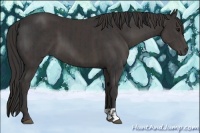 Horse Color:Black  and Smoky Black 