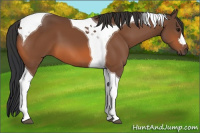 Horse Color:Bay Tobiano