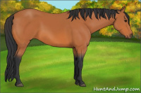 Horse Color:Bay 